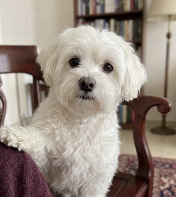 Maltese