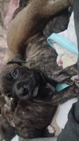 Pitbulls