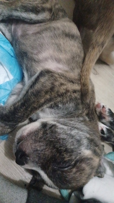 Pitbulls