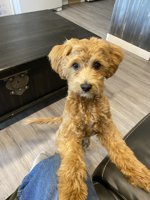 Cockapoo