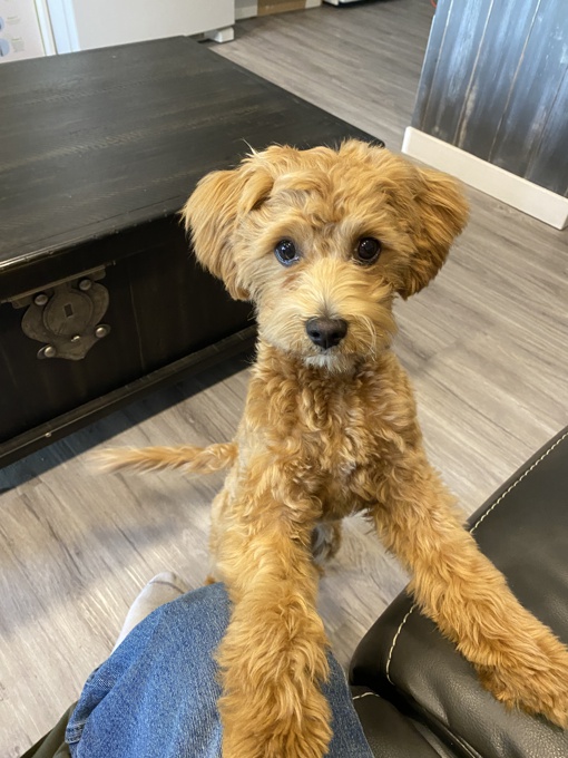 Cockapoo
