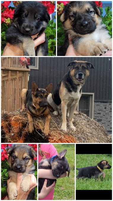 Shepherd/Labrador