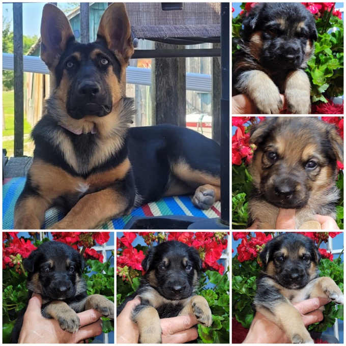 Shepherd/Labrador