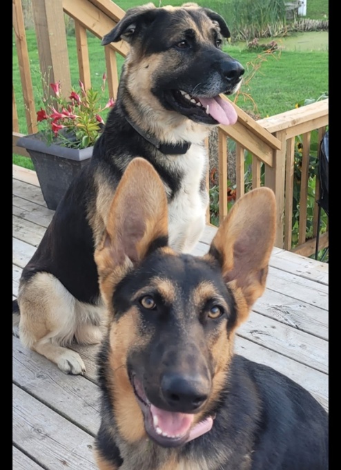 Shepherd/Labrador