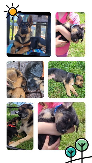 Shepherd/Labrador