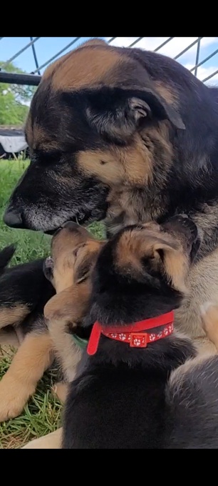 Shepherd/Labrador