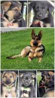 Shepherd/Labrador
