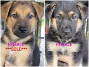 Shepherd/Labrador