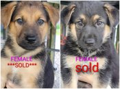 Shepherd/Labrador