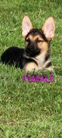 Shepherd/Labrador