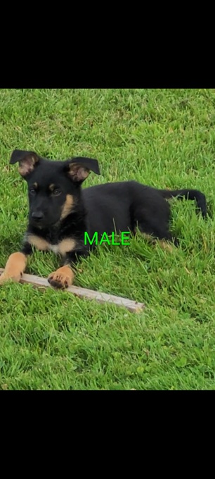 Shepherd/Labrador
