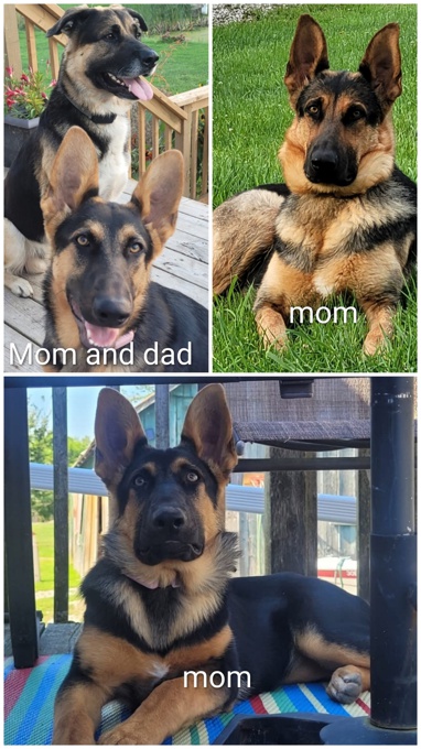 Shepherd/Labrador