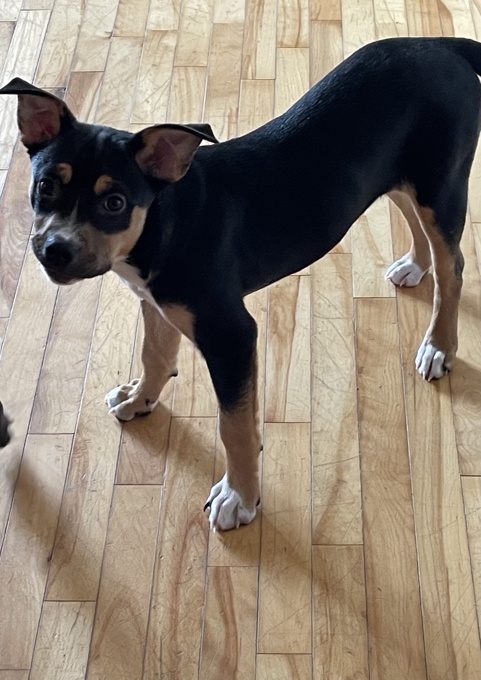 Border Collie/ Lab mix