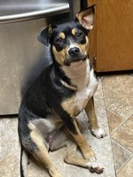 Border Collie/ Lab mix