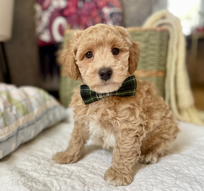 Miniature Poodle