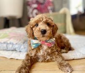 Miniature Poodle