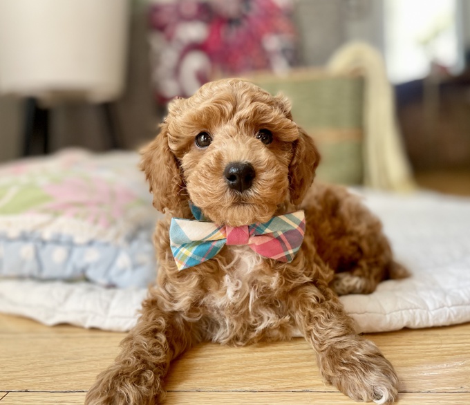 Miniature Poodle