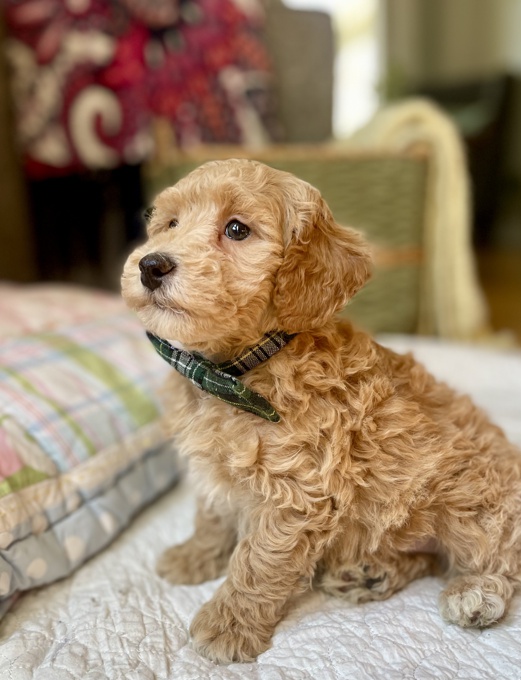 Miniature Poodle