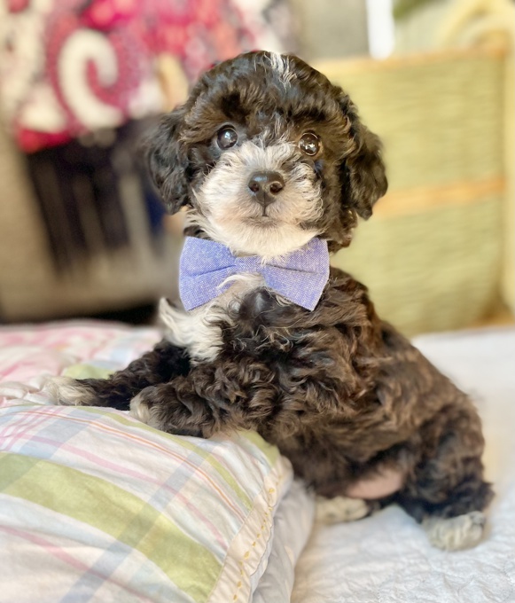 Miniature Poodle