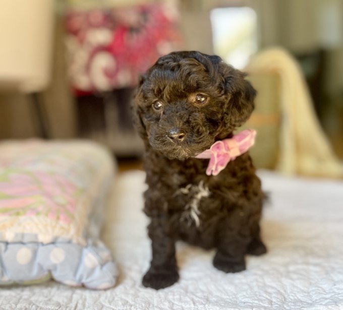 Miniature Poodle