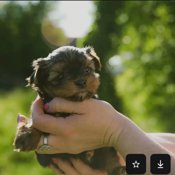 yorkie