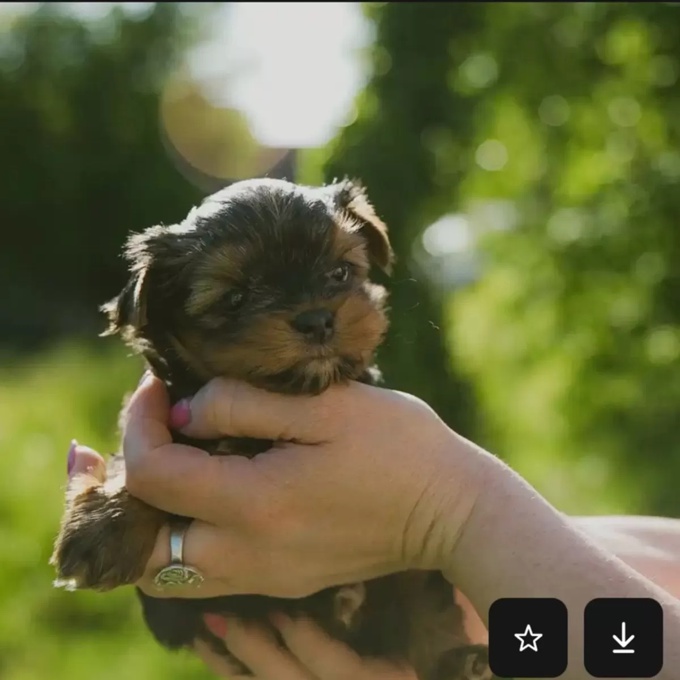 yorkie