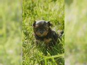 yorkie