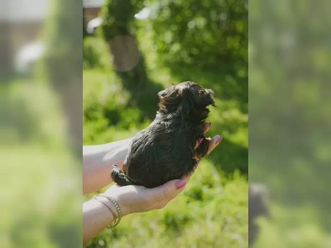yorkie