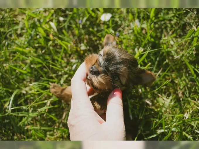 yorkie