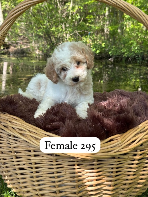 Mini Poodles
