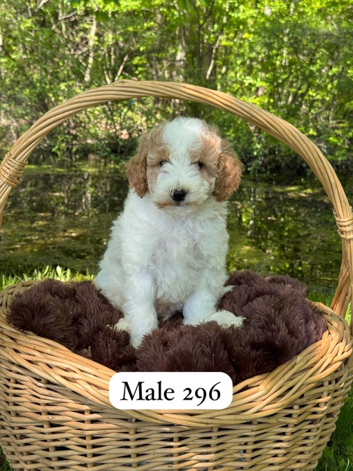 Mini Poodles