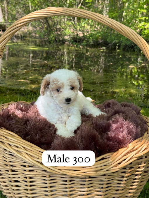 Mini Poodles