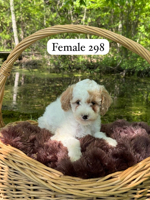 Mini Poodles
