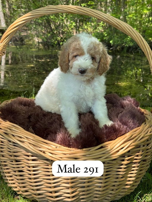 Mini Poodles