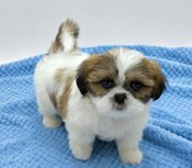 Shihtzu