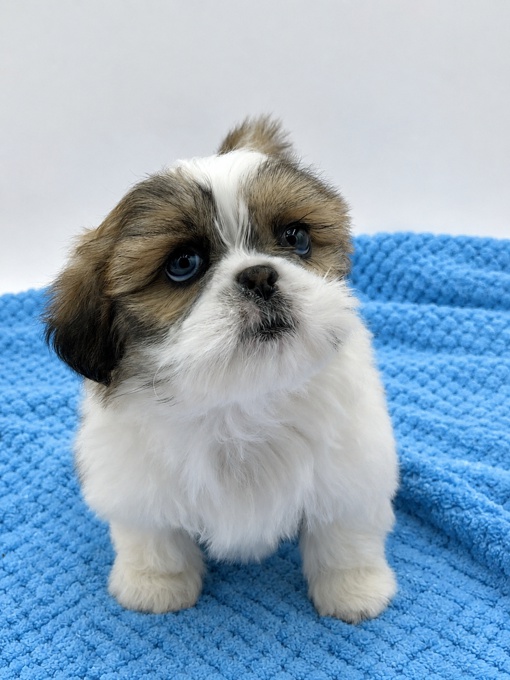 Shihtzu