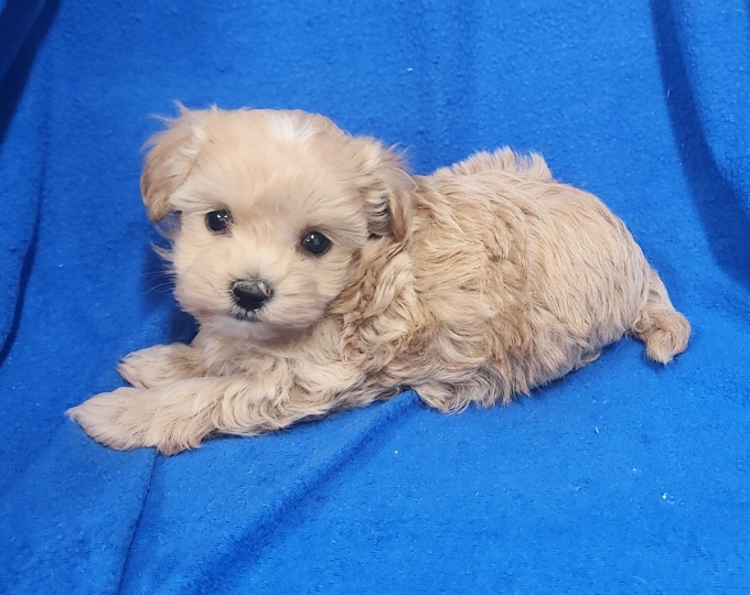 Maltipoo
