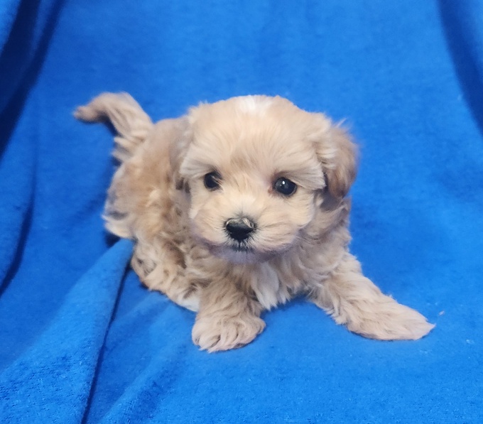 Maltipoo
