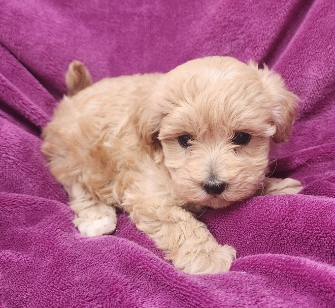 Maltipoo