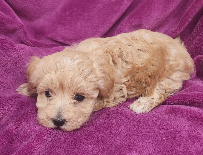 Maltipoo
