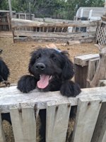 Goldendoodle