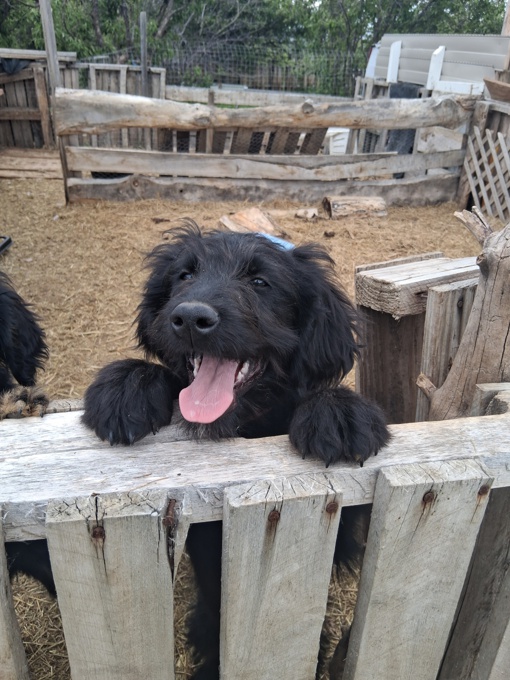Goldendoodle