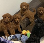 Poodle