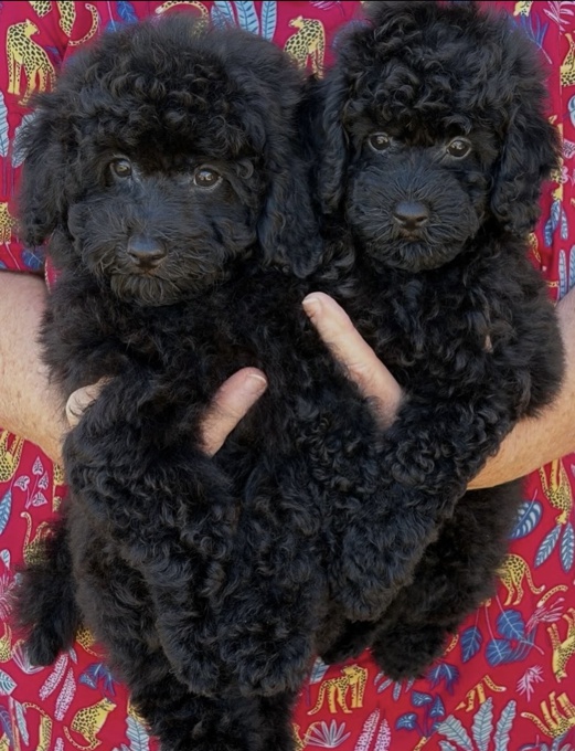 Poodle