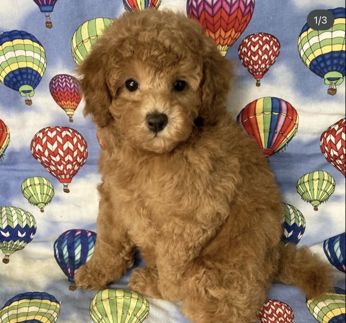 Poodle
