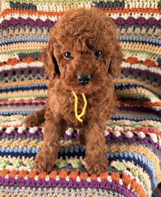 Poodle