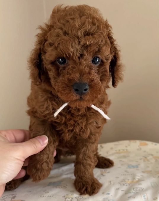 Poodle