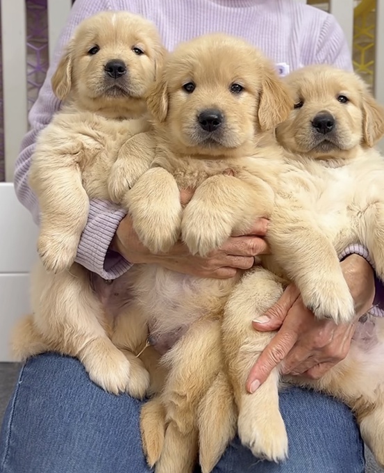 Golden Retriever