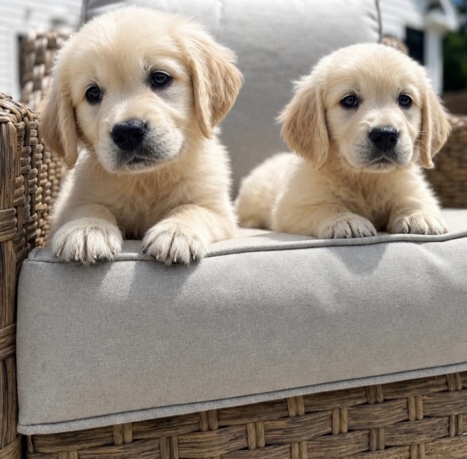 Golden Retriever