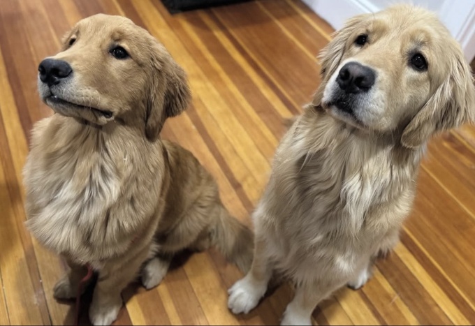 Golden Retriever